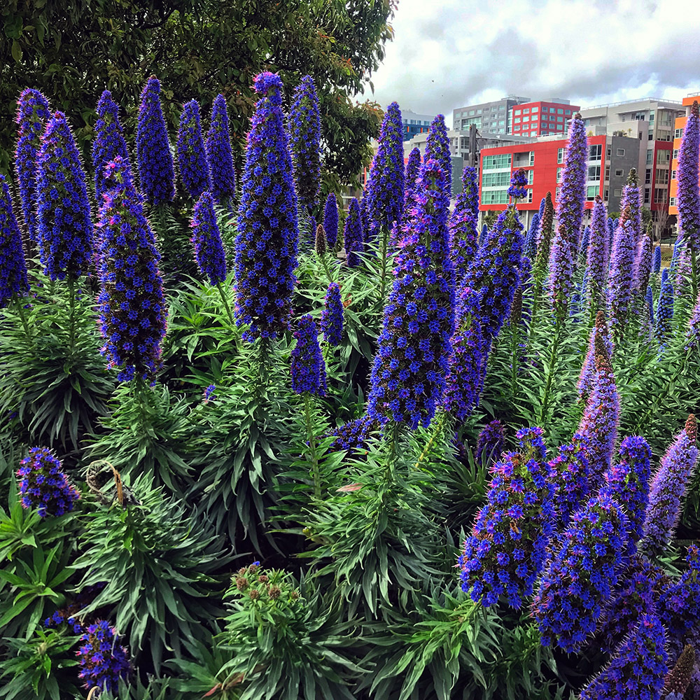 usa/san_francisco/710_ashbury