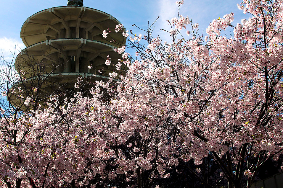 usa/san_francisco/sf_jtown_cherry_blossoms