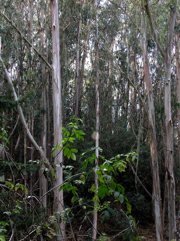 usa/san_francisco/sf_paranasus_woods