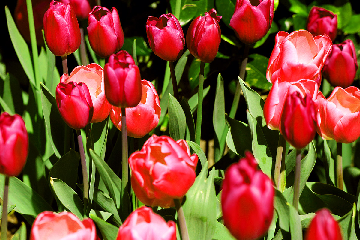 usa/san_francisco/sf_tulips_feb10_2011