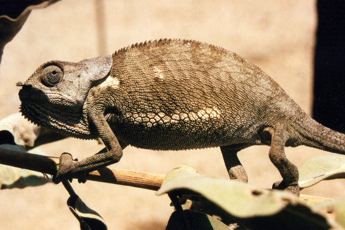 zimbabwe/chameleon_1