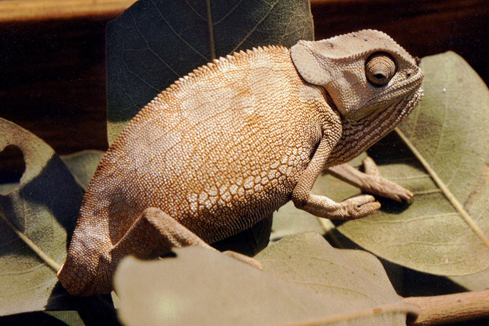 zimbabwe/chameleon_4