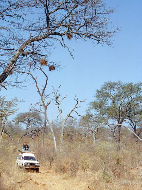 zimbabwe/hwange_breakfast_bush