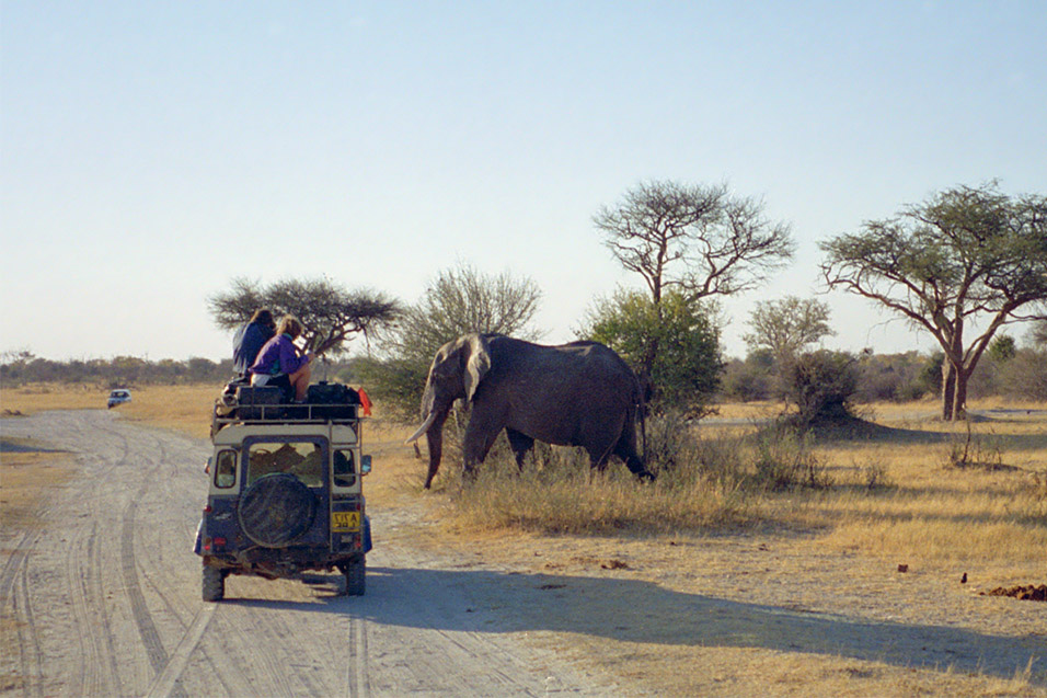 zimbabwe/hwange_elephant_wallking_leo