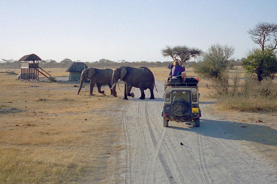 zimbabwe/hwange_elephant_wallking_leo_2