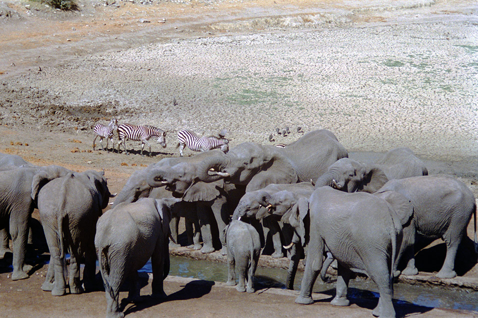 zimbabwe/hwange_water_hole_elephants_zebra