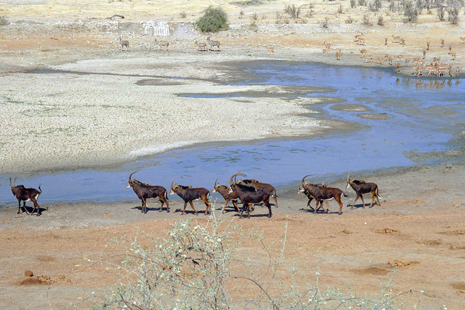 zimbabwe/hwange_water_hole_roan