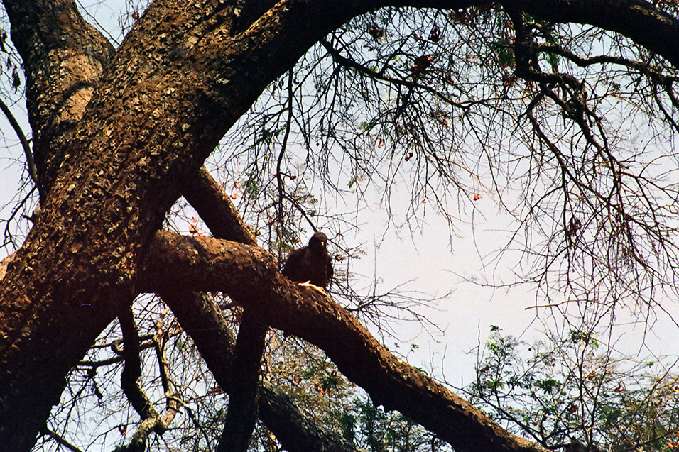 zimbabwe/mana_pools_bird_fish