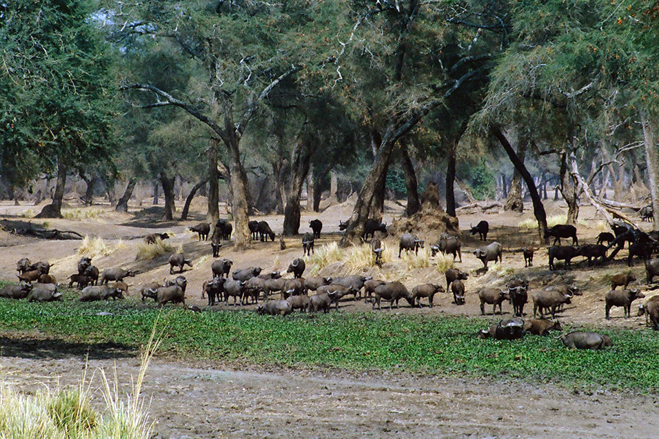 zimbabwe/mana_pools_buffalo