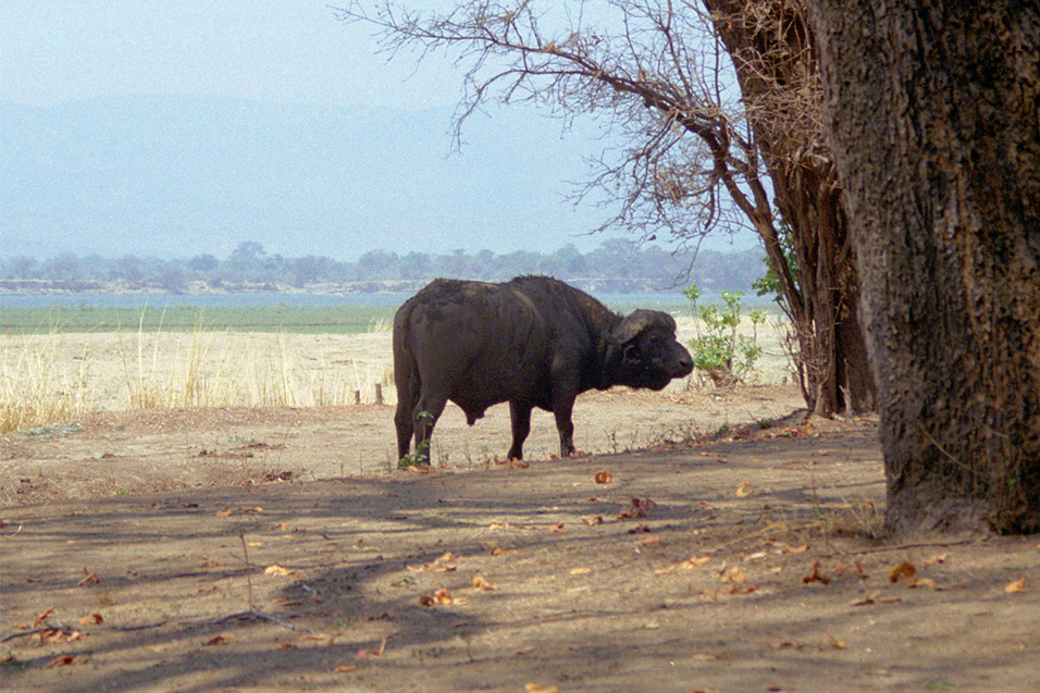 zimbabwe/mana_pools_buffalo_smelling