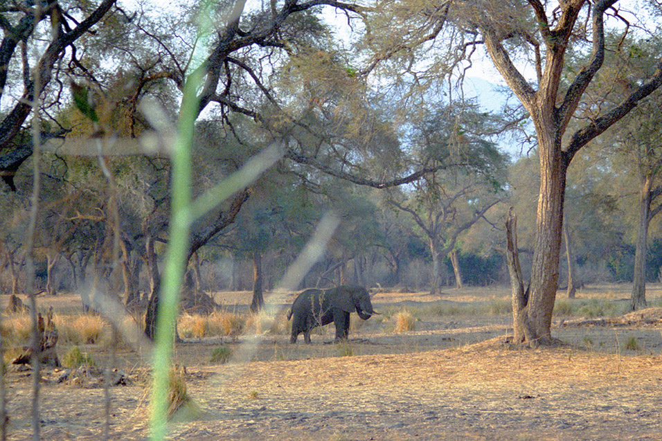 zimbabwe/mana_pools_elephant_eating