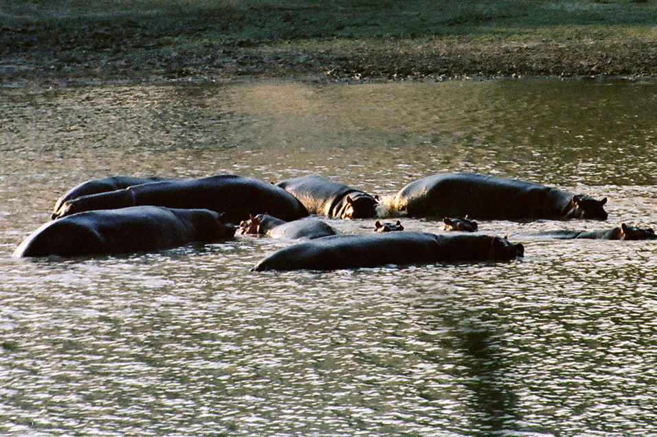 zimbabwe/mana_pools_hippos