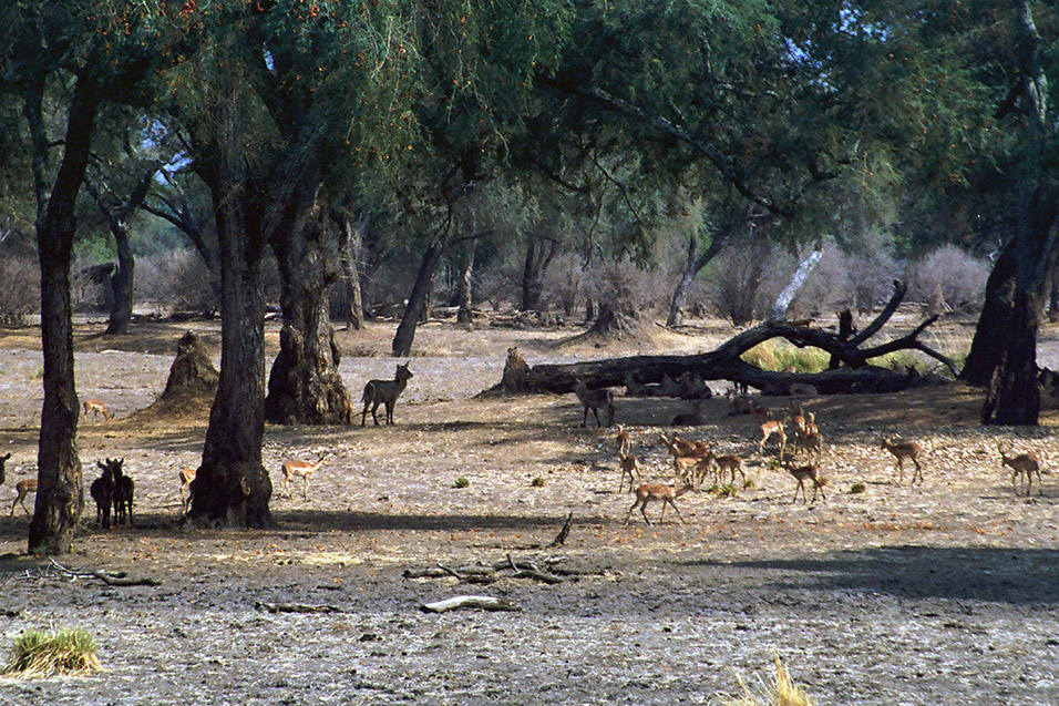 zimbabwe/mana_pools_impala