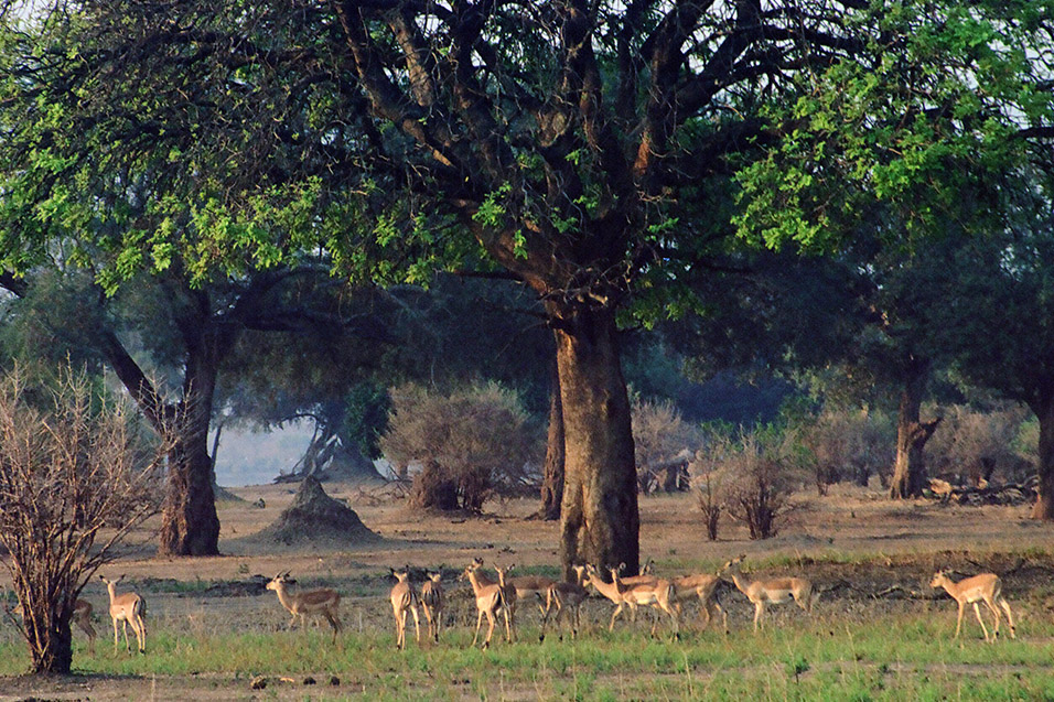 zimbabwe/mana_pools_impala_group