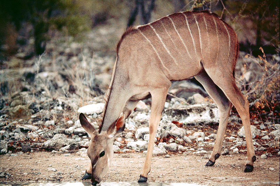 zimbabwe/mana_pools_kudu_drinking