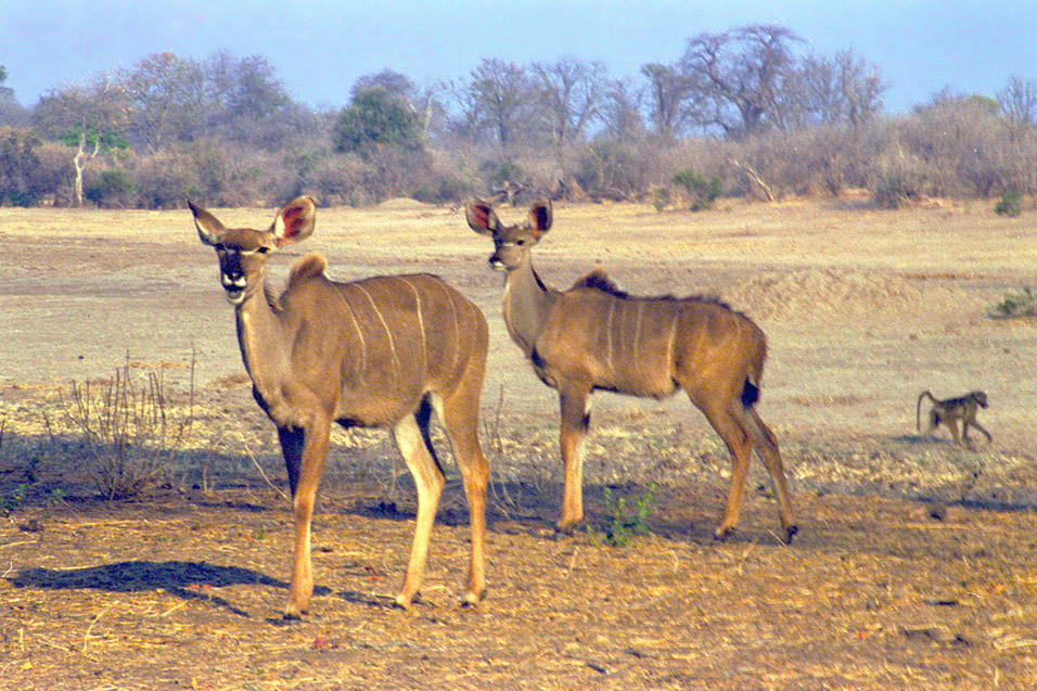 zimbabwe/mana_pools_kudus_blury