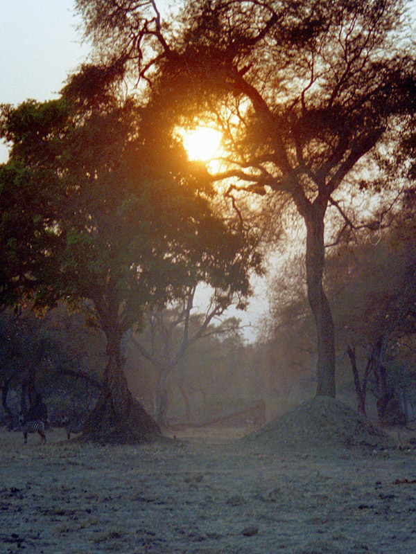 zimbabwe/mana_pools_sunset