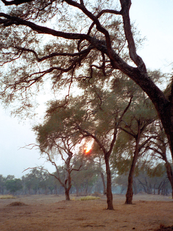 zimbabwe/mana_pools_sunset_vertical