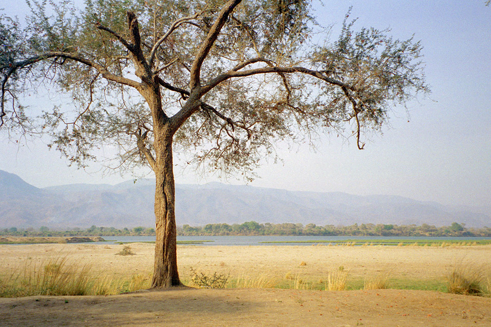 zimbabwe/mana_pools_tree_campsite_nice