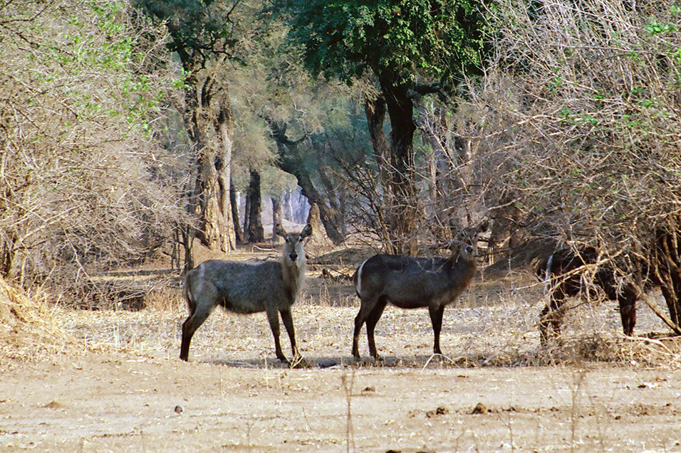 zimbabwe/mana_pools_water_buck